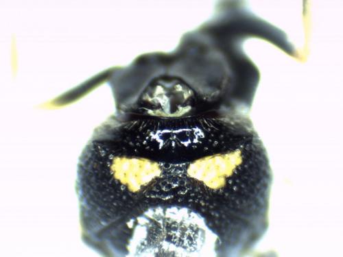 Stenodynerus chevrieranus